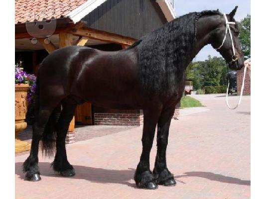 PoulaTo: Πωλείται Άλογο Aσπρος Τεριέ των Δ. Χάιλαντς Aσπρος Τεριέ των Δ. Χάιλαντς